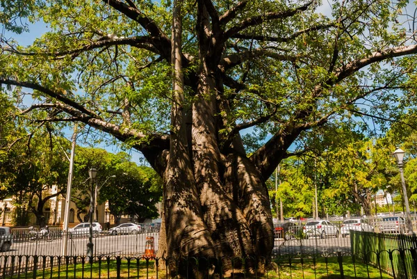 Recife, Brasil: Cresce uma enorme baobá no Parque da cidade do Recife, trazida da África — Fotografia de Stock