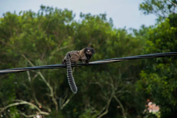 Macaco Sagui. O marmoset callithrix penicillata, de tufos pretos, vive principalmente nas florestas da galeria Neo-tropical do Planalto Central do Brasil . — Fotografia de Stock