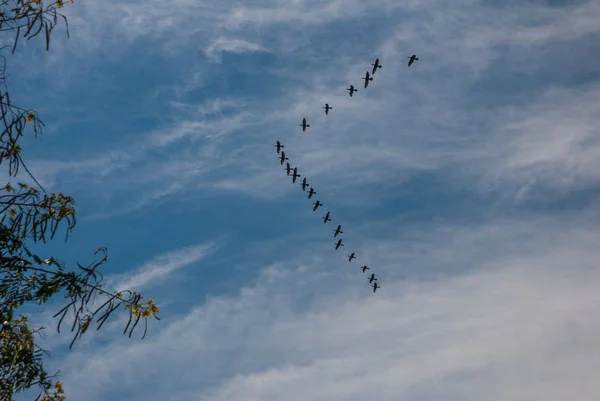 Siluetas de cuña de aves silvestres voladoras. Río de Janeiro, Brasil —  Fotos de Stock