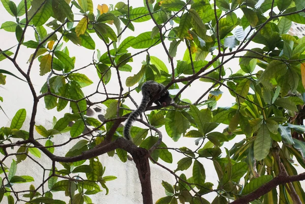 Macaco Sagui. O marmoset callithrix penicillata, de tufos pretos, vive principalmente nas florestas da galeria Neo-tropical do Planalto Central do Brasil . — Fotografia de Stock