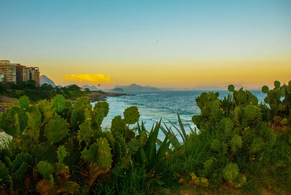 Rio de Janeiro, Brasil: Cacti e bandeira brasileira na praia ao pôr-do-sol. Ipanema, praia de Copacabana — Fotografia de Stock