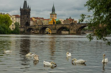 Prag, Çek Cumhuriyeti: Prag'da Vltava nehri, Charles köprüsü ve beyaz kuğular, Prag'da Çek Cumhuriyeti