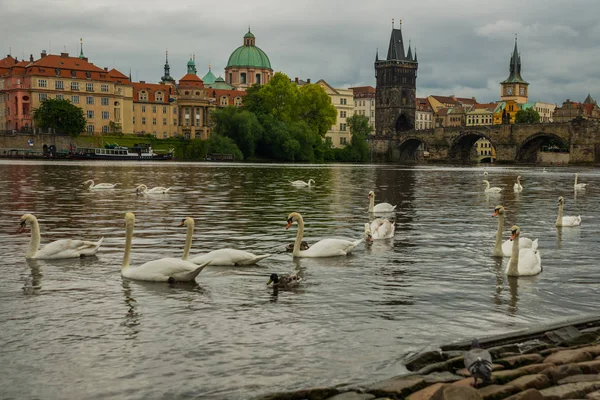 Praha, Česko: řeka Vltavy, Karlův most a bílé labutě v Praze, Česká republika — Stock fotografie