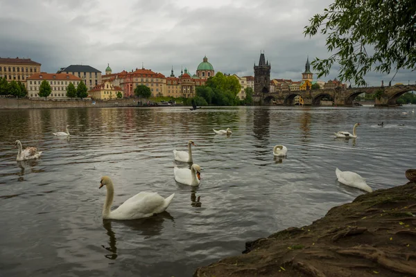 Praga, Repubblica Ceca: Il fiume Moldava, Ponte Carlo e cigni bianchi a Praga, Repubblica Ceca a Praga — Foto Stock