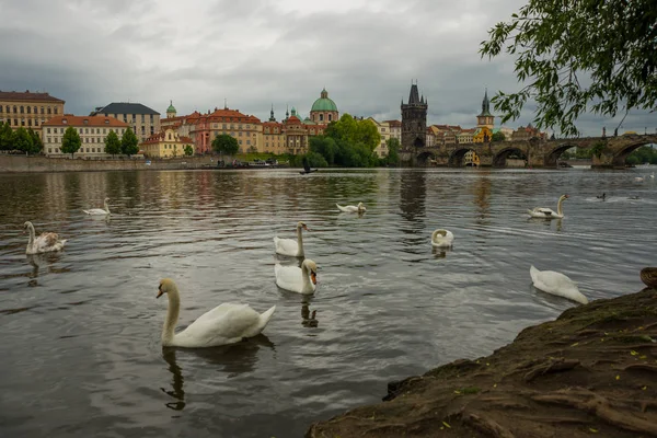 Praga, Czechy: wełtawka, Most Karola i białe łabędzie w Pradze, Czechy w Pradze — Zdjęcie stockowe