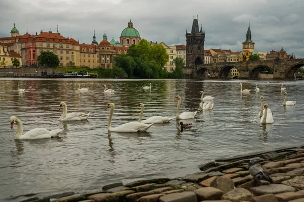 Praga, República Checa: Karluv Most. El famoso hermoso y antiguo puente de Carlos, un lugar popular para los turistas . —  Fotos de Stock