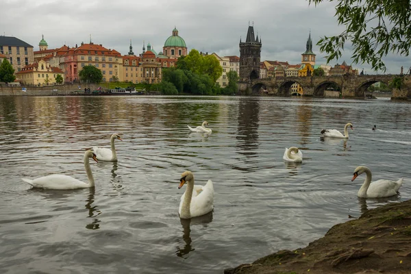 Praha, Česko: řeka Vltavy, Karlův most a bílé labutě v Praze, Česká republika — Stock fotografie