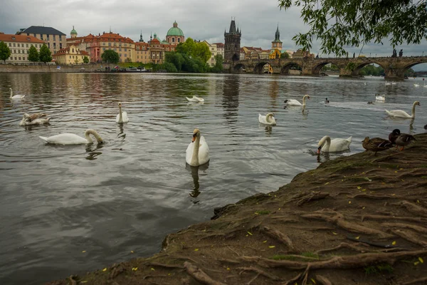 Praga, República Checa: El río Moldava, el puente de Carlos y los cisnes blancos en Praga, República Checa en Praga —  Fotos de Stock