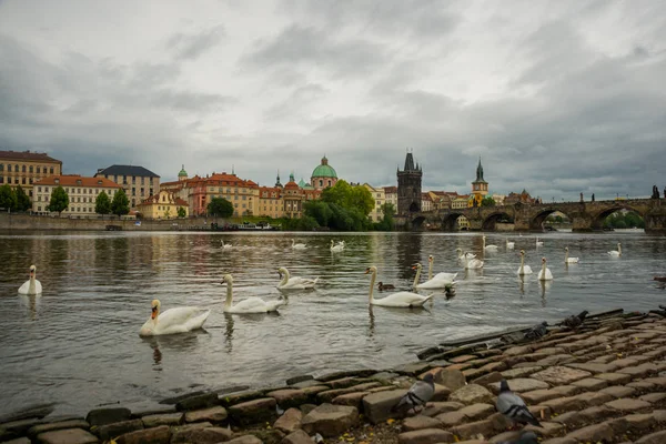 Praga, Czechy: wełtawka, Most Karola i białe łabędzie w Pradze, Czechy w Pradze — Zdjęcie stockowe