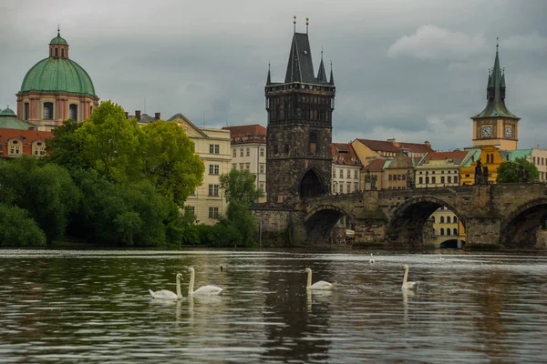 Prag, Çek Cumhuriyeti: Prag'da Vltava nehri, Charles köprüsü ve beyaz kuğular, Prag'da Çek Cumhuriyeti