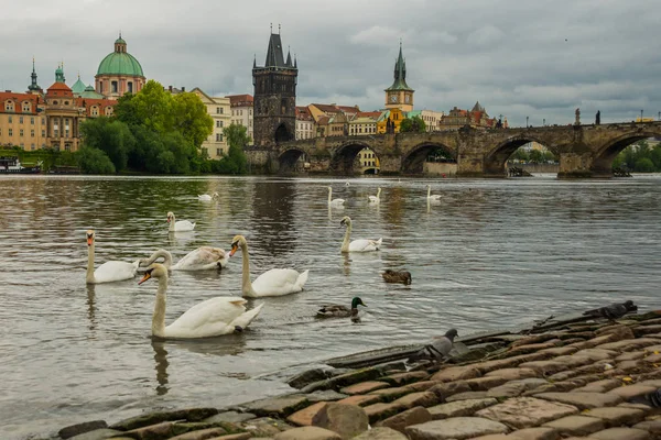 Praga, República Checa: El río Moldava, el puente de Carlos y los cisnes blancos en Praga, República Checa en Praga —  Fotos de Stock