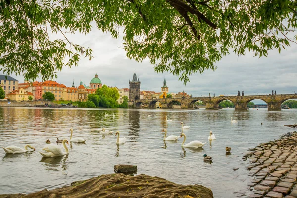 Praag, Tsjechische Republiek: de rivier de Moldau, de Karelsbrug en de witte zwanen in Praag, Tsjechië — Stockfoto
