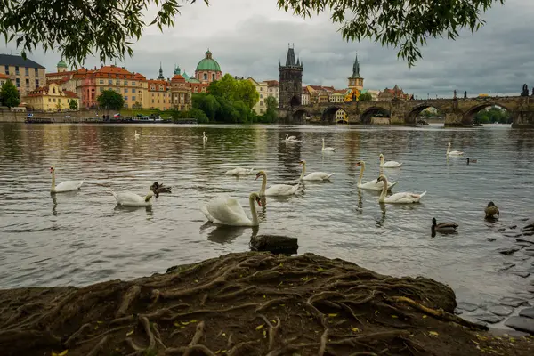 Praga, República Checa: El río Moldava, el puente de Carlos y los cisnes blancos en Praga, República Checa en Praga —  Fotos de Stock