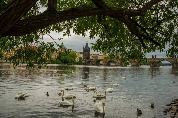 Praga, República Checa: El río Moldava, el puente de Carlos y los cisnes blancos en Praga, República Checa en Praga —  Fotos de Stock