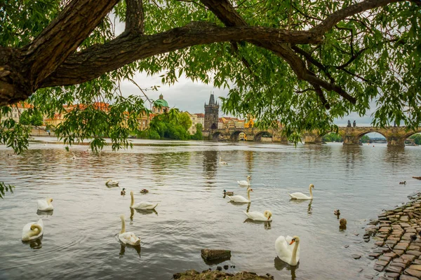 Praha, Česko: řeka Vltavy, Karlův most a bílé labutě v Praze, Česká republika — Stock fotografie