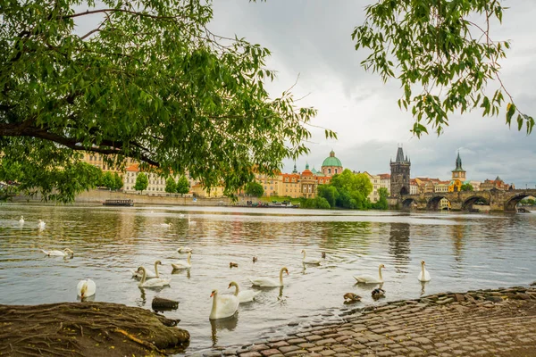 Praha, Česko: řeka Vltavy, Karlův most a bílé labutě v Praze, Česká republika — Stock fotografie