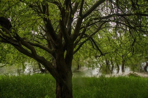 DANUBE, BRATISLAVA, ESLOVAQUIA: Hermoso paisaje con el castillo de Devin, río Danubio . — Foto de Stock