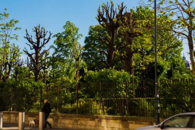 Viyana, Avusturya: Viyana Parkı'nda mavi gökyüzü arka plan üzerinde güzel ağaçlar.