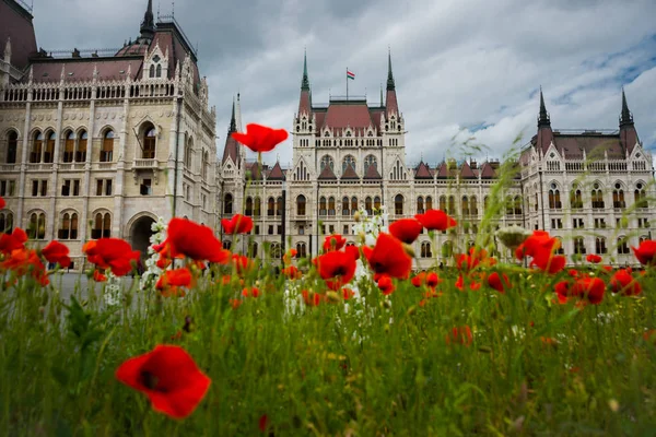 Budapest, Hungary: Beautiful flowering red poppies and flowers on green grass near the Parliament building in Budapest — Stock Photo, Image