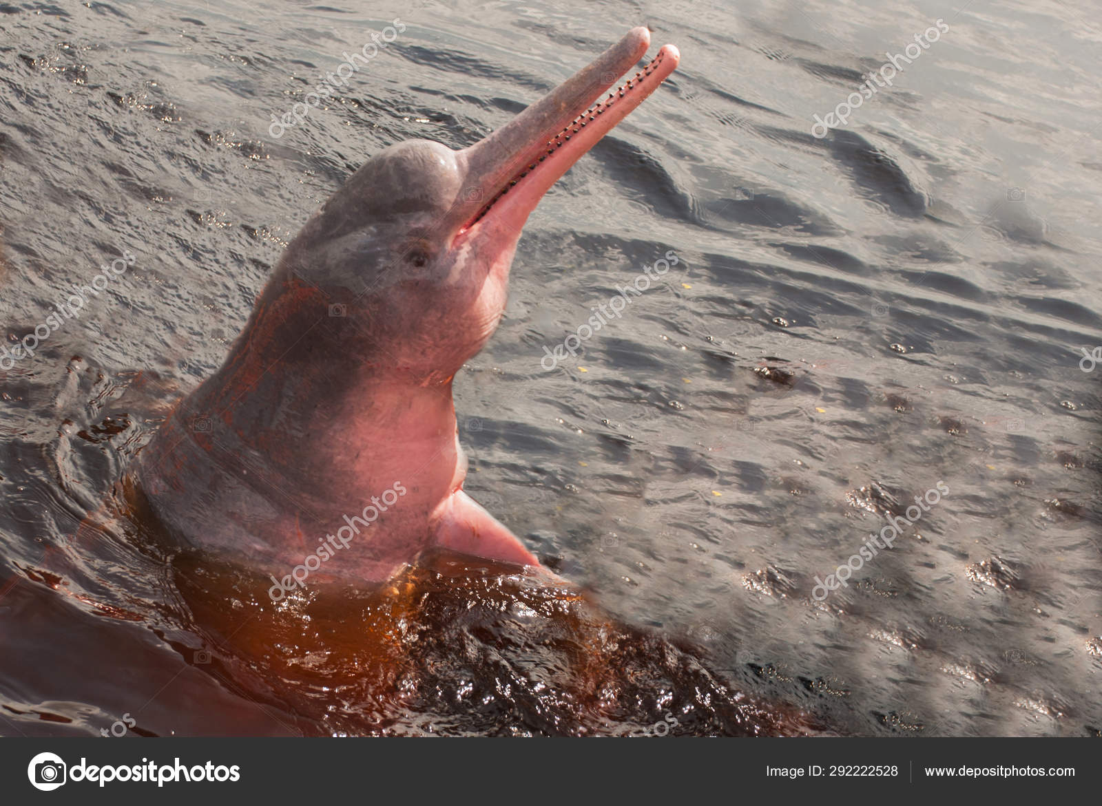 526 Pink Dolphin Stock Photos Free Royalty Free Pink Dolphin Images Depositphotos