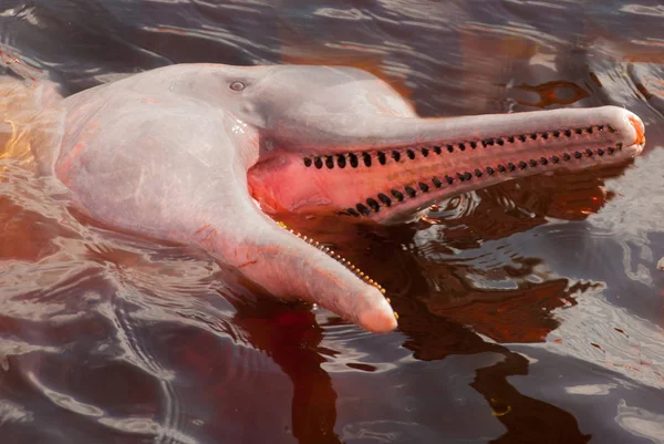 Boto delfín del río Amazonas. Río Amazonas, Amazonas, Brasil — Foto de Stock