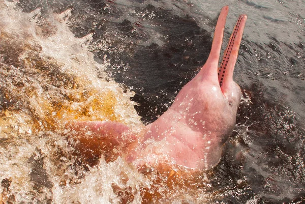 Boto Rio delle Amazzoni Dolphin. Rio delle Amazzoni, Amazzonia, Brasile Fotografia Stock