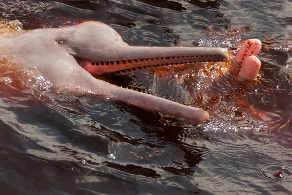 Amazon River Dolphin Stock Photos Royalty Free Images Depositphotos Amazon River Dolphin Stock Photos Royalty Free Images Depositphotos