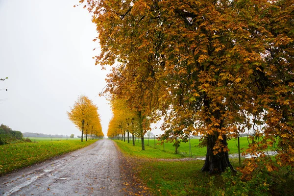 Landscape Nice fantasy Forest with creek in a golden Autumn. Denmark, Europe — Zdjęcie stockowe
