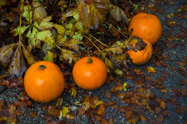 Pumpkin in autumn forest on Halloween holiday — Stock Photo, Image