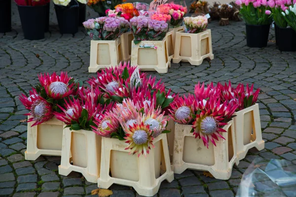 Vackra ovanliga blommor säljs på gatan. Helsingör, Danmark — Stockfoto