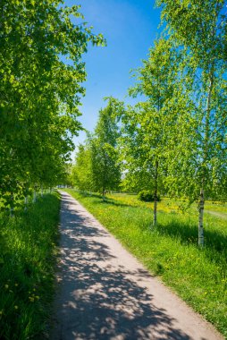Rusya, Saint Petersburg: huş ağaçlarıyla dolu bir parkta güzel bir yaz manzarası.