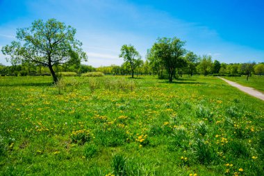 Rusya, Saint Petersburg: Park 'taki güzel yaz manzarası