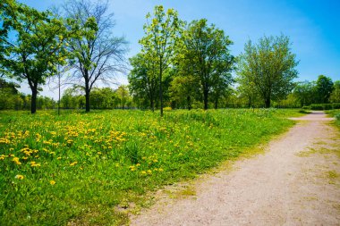 Rusya, Saint Petersburg: Park 'taki güzel yaz manzarası