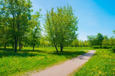 Rusya, Saint Petersburg: Park 'taki güzel yaz manzarası