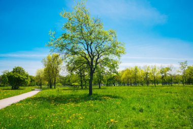 Rusya, Saint Petersburg: Park 'taki güzel yaz manzarası