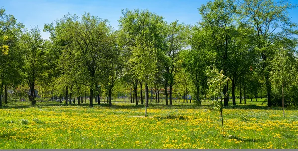 Rusia San Petersburgo Vista Del Hermoso Paisaje Verano Parque — Foto de Stock
