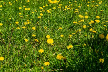 Rusya, Saint Petersburg: Yeşil çayırdaki güzel karahindiba çiçeği