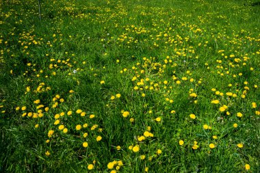 Rusya, Saint Petersburg: Yeşil çayırdaki güzel karahindiba çiçeği