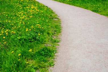 Rusya, Saint Petersburg: Yeşil çayırdaki güzel karahindiba çiçeği