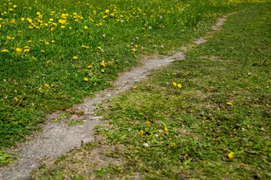Rusya, Saint Petersburg: Sarı karahindiba çiçeklerinin yanındaki patika