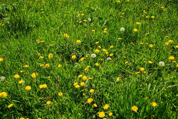 Ryssland Sankt Petersburg Vacker Maskros Blomma Grön Äng — Stockfoto