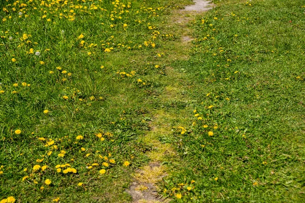 Rússia São Petersburgo Caminho Lado Campo Flores Dente Leão Amarelas — Fotografia de Stock