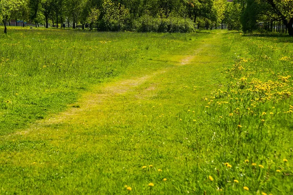 Rússia São Petersburgo Caminho Lado Campo Flores Dente Leão Amarelas — Fotografia de Stock