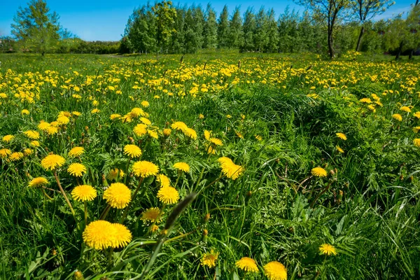 Rússia São Petersburgo Vista Bela Paisagem Verão Parque — Fotografia de Stock