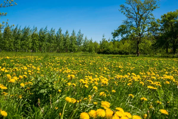 Rusya, Saint Petersburg: Park 'taki güzel yaz manzarası