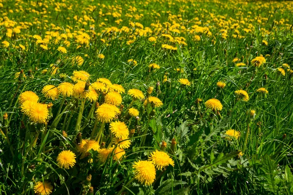 Rússia São Petersburgo Bela Flor Dente Leão Prado Verde — Fotografia de Stock