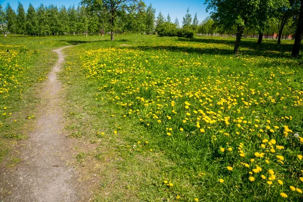 Ryssland Sankt Petersburg Utsikt Över Det Vackra Sommarlandskapet Parken — Stockfoto