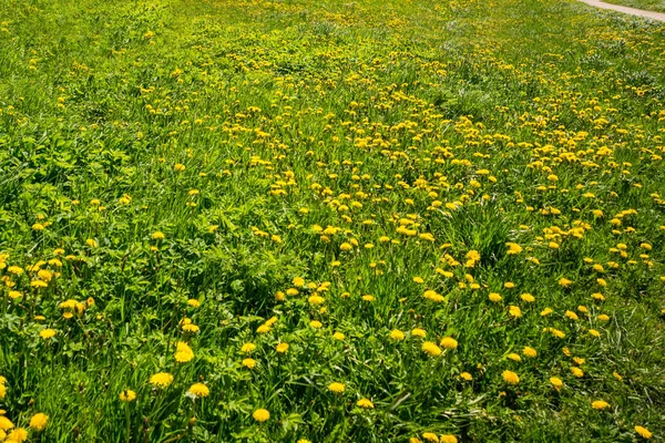 Ryssland Sankt Petersburg Vacker Maskros Blomma Grön Äng — Stockfoto