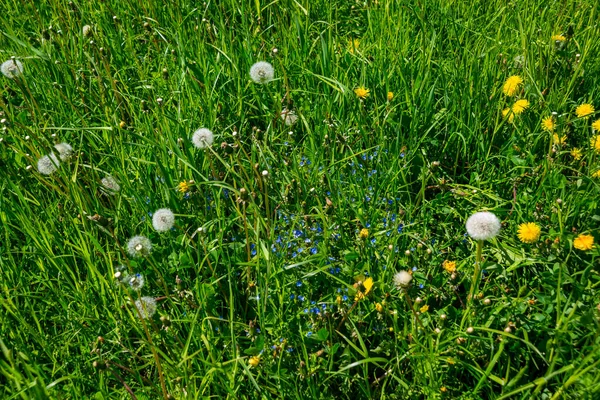 Ryssland Sankt Petersburg Vacker Vit Maskros Blomma Grön Gräs Bakgrund — Stockfoto