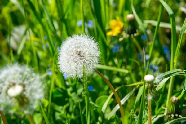 Ryssland Sankt Petersburg Vacker Vit Maskros Blomma Grön Gräs Bakgrund — Stockfoto